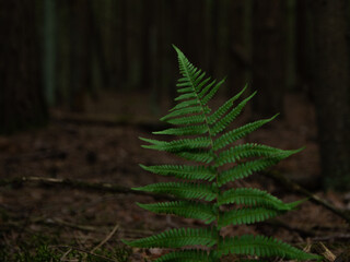 a fern in a dark forest. background of the fern. space for text