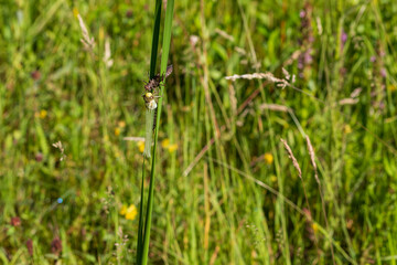 Dragonfly - Odonata on a blade of grass hatches from a pupa. In the background is a meadow with a blurred background.
