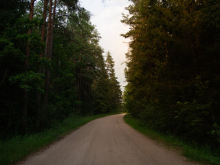 Fototapeta na wymiar sunset in a pine forest. road through a dense pine forest
