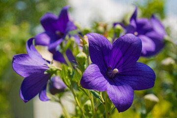 Flowers on a perennial blue purple Campanula Carpatica plant from the Campanulaceae family, also known as the Tussock Bellflower, American Harebell, Carpathian Harebell and Carpatian Bell Flower. Grow