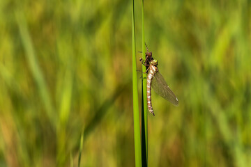Dragonfly - Odonata on a blade of grass hatches from a pupa. In the background is a meadow with a blurred background.