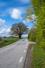 Fototapeta na wymiar An ancient oak tree stands next to a rural country road in southern Sweden during summer