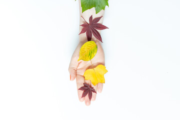 The woman's hand holds the autumn leaves on white background, a copy of the space