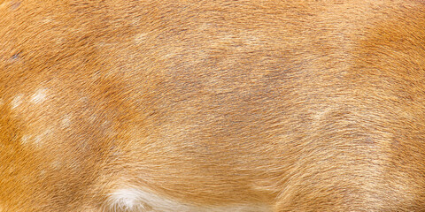 Texture deer fur nature  patterns animal mammal skin background