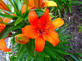 Fototapeta premium orange Lily blooms beautifully in a flower bed in the garden