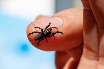 a small poisonous spider on the arm of a man bites the skin injects poison