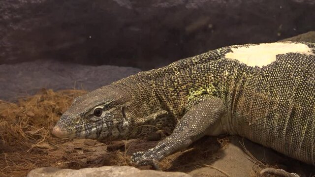 Lacerta lepida or Timon lepidus. Species of reptiles.