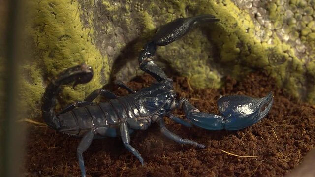 black scorpion in the zoo. Class: Arachnids. Type: Arthropods. dangerous animals.