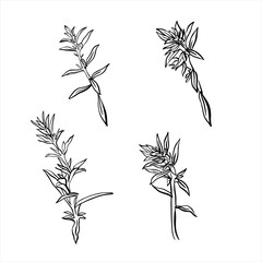 A sprig of savory isolated on a white background. French herbs. Flavorful seasonings and spices. Hand-drawn vector illustration