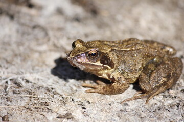 Frog in the sun