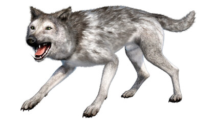 3D Rendering Grey Wolf on White