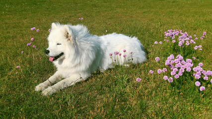 samoyed dog lying on the meadow