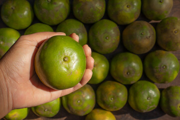 shogun oranges fruit in hand