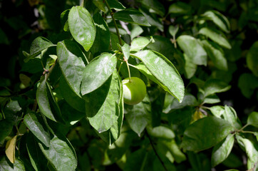 a plum and green leaves in the plum tree