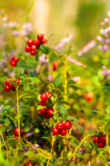 Red cowberry, lingonberry or partridgeberry in forest.