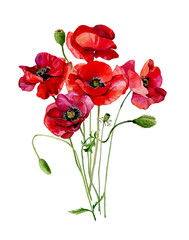 Bouquet of scarlet watercolor poppies