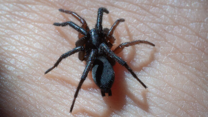 a small poisonous spider on the arm of a man bites the skin injects poison