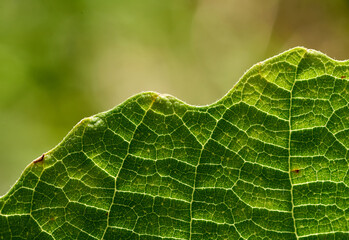 Close-up view of the green leaf in the sunny day