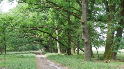 Wanderweg am Waldrand mit bizarren Ästen