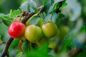 Ripening cherry plum on a tree branch in the morning light after rain