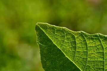 Close-up view of the green leaf in the sunny day