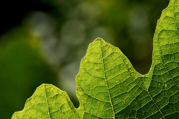 Close-up view of the green leaf in the sunny day