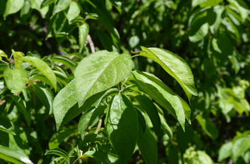 green leaves in the garden