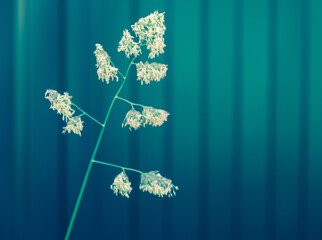 blade of grass on a green blurry background