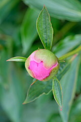 Pink peonies in the bud. Pink peony macro photo. Burgundy peony flower. Closeup of pink peonies in the garden, peony flower. Selective focus. Shallow depth of field