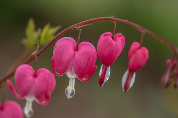 Red bleeding heart flowers bloom in the spring perennial garden.