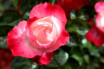 blume, pink, natur, pflanze, garden, aufblühen, green, blume, rot, blühen, flora, blatt, floral, rosales, sommer, frühling, schönheit, schön, makro, fuchsia, auflösungszeichen, blatt, close up