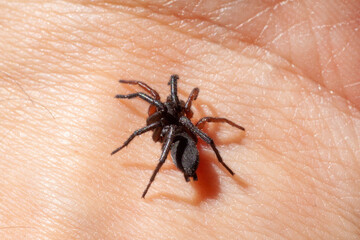 a small poisonous spider on the arm of a man bites the skin injects poison