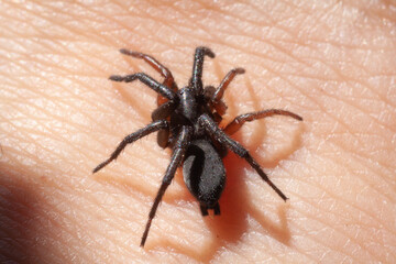 a small poisonous spider on the arm of a man bites the skin injects poison