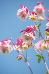 Fototapeta na wymiar Aquilegia vulgaris or columbine blossoming in a spring garden close up romantic view.