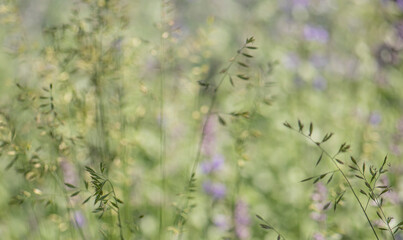 Beautiful light close up ecology nature meadow landscape as abstract grass background.