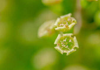  Black currant blossoms in the edible garden close up view