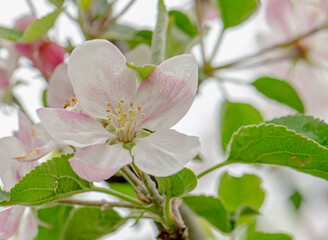 White and pink flowers apple tree blossom  close-up spring time