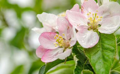 White and pink flowers apple tree blossom  close-up spring time