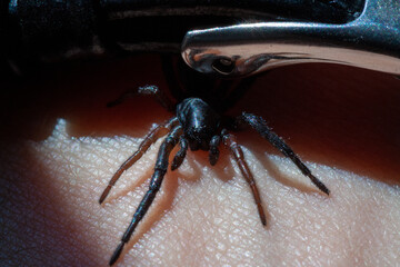 a small poisonous spider on the arm of a man bites the skin injects poison