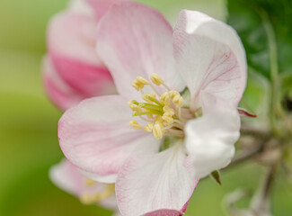 White and pink flowers apple tree blossom  close-up spring time