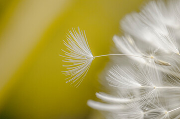 Abstract dandelion flower close up background