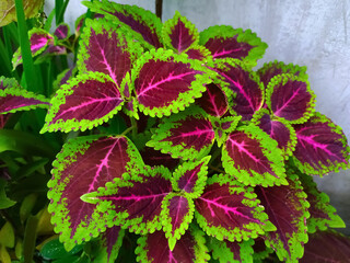 beautiful coleus plant leafs, Plectranthus scutellarioides