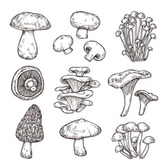 Sketch mushroom. Nature ingredients, tasty mushrooms champignon portobello. Isolated vegetarian food, gourmet forest elements vector set. Sketch mushroom raw, champignon edible illustration © MicroOne