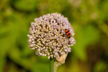 A Trichodes Apiarius beetle from the Cleridae, Clerinae family on an ornamental allium growing in Friuli, Italy
