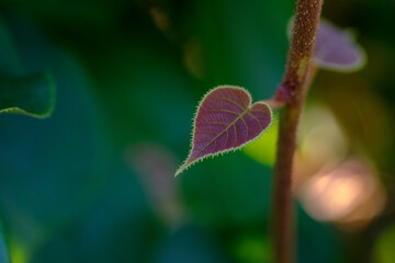 Kiwi leaf in the sape of heart