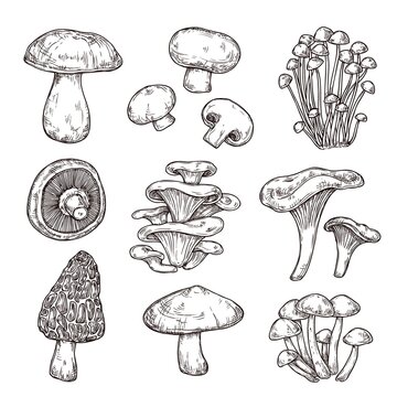 Sketch mushroom. Nature ingredients, tasty mushrooms champignon portobello. Isolated vegetarian food, gourmet forest elements vector set. Sketch mushroom raw, champignon edible illustration