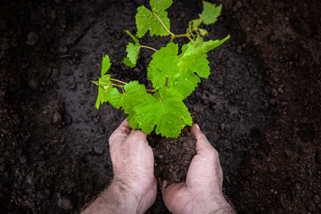 Planting a tree