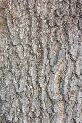 The relief texture of the brown bark of the tree in outgrowths and cracks close-up as a background. The bark of the tree is brown. Creative vintage background. Detail Shot Of Tree Trunk