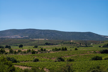 vineyard in france