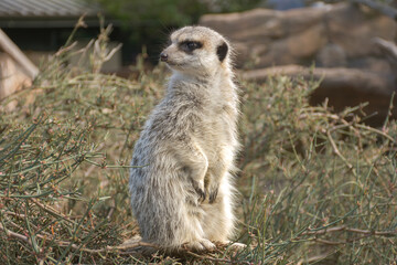 Cute meerkat waiting under the sun